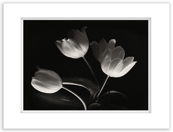"Tulips", My Living room
