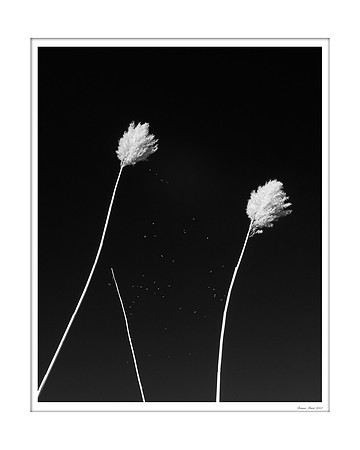 Dancing seeds