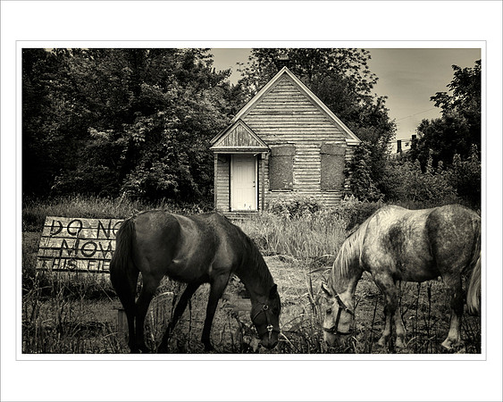 Lonely house Lonely horses