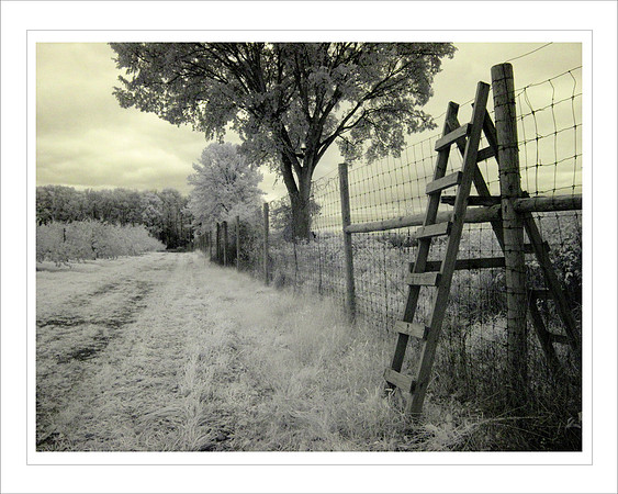 A walk through the apple orchard