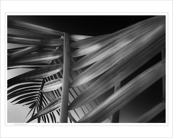 Backyard Palm