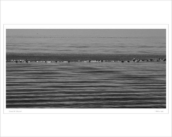 Birds in the lake