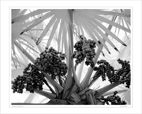 Tree palms